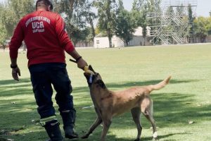 Unidad Canina de Rescate cierra el año en constante perfeccionamiento