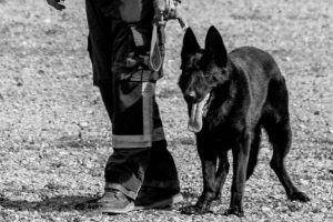 Unidad Canina de Rescate lamenta fallecimiento de su ejemplar “Varouk”