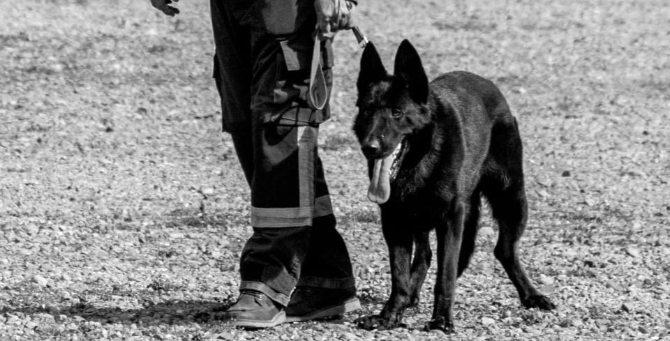 Unidad Canina de Rescate lamenta fallecimiento de su ejemplar “Varouk”